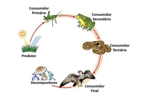 Cadeia alimentar terrestre - Ler e Aprender