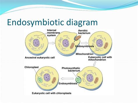 Endosymbiotic Theory Diagram