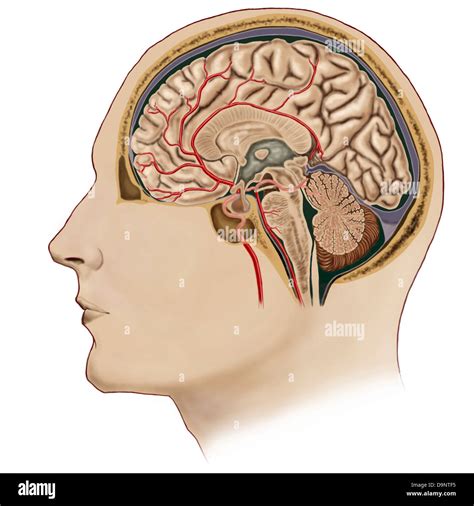 Human Brain Side Diagram High Resolution Stock Photography and Images