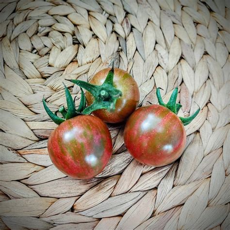 Tomate Cherry Black Zebra – Huerto Tante Puppe