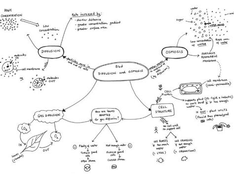 Mind Map For B4d Diffusion And Osmosis Ocr Gateway Legacy Teaching