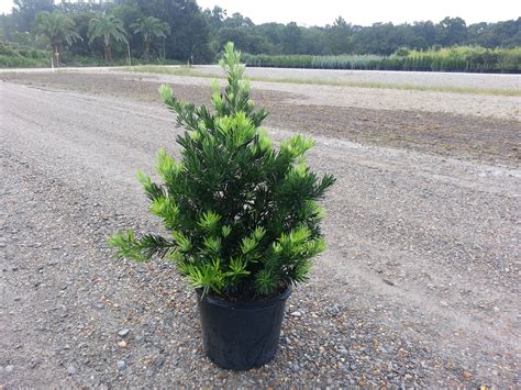 Plant Nursery Live Oak Fl at Lorelei Rios blog