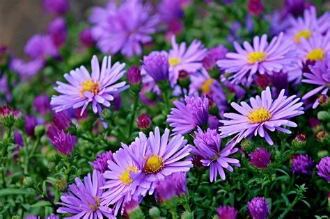 Herbstastern Asters Fall Free Photo On Pixabay Pixabay