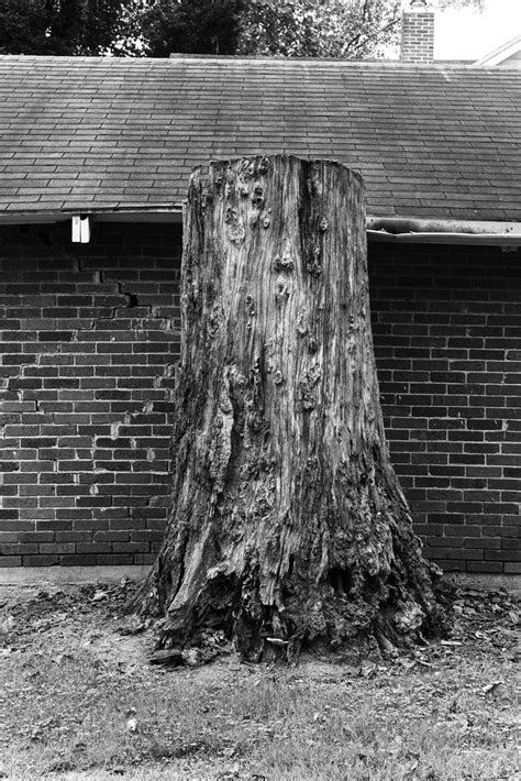 Black And White Photograph Of A Giant Tree Stump And Old Brick House