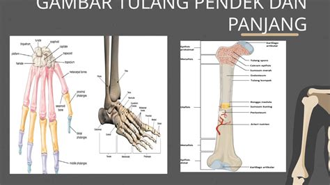 materi  anatomi  kebidanan oke pptx