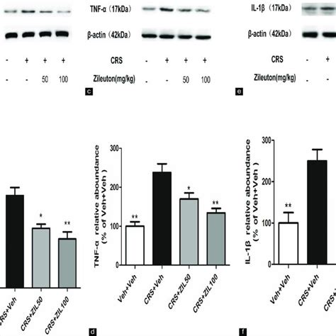 Zileuton Weakens Nf κb Signaling And Pro Inflammatory Cytokines In