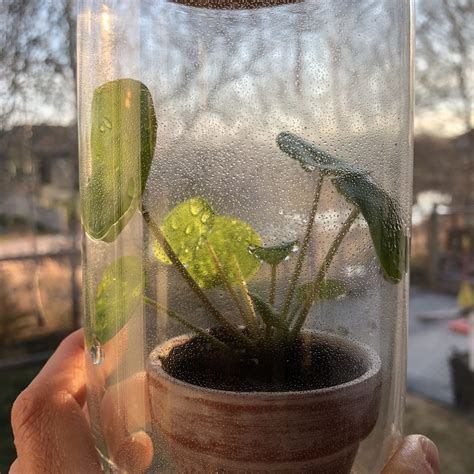 The Sharing Plant | Pilea Propagation - My Tasteful Space