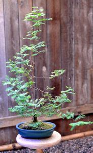 Jurassic Tree Dawn Redwood Seed Grow Kit The Jonsteen Company