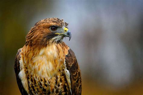 Hawks In Wisconsin 8 Species Youll Need To See