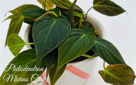 Philodendron Micans Care And Grow The Ultimate Guide