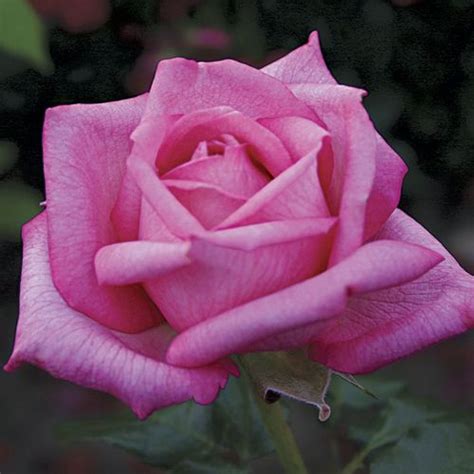 Wedding Bells™ Eleganza® Hybrid Tea Rose