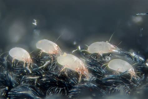 Filehouse Dust Mites 5247996458 Wikimedia Commons