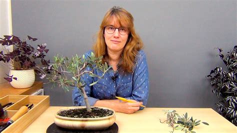 Бонсай из оливы (ч.3). - YouTube