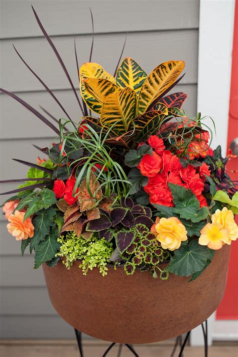 7 Flower pots ideas | flower pots, container gardening, planting flowers