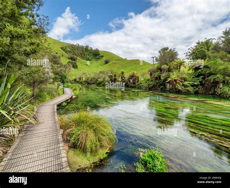 Discover Te Waihou Walkway Blue Springs A Hidden Gem Near Blue Springs