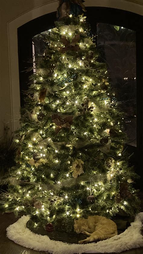 Favorite New Spot to Nap : r/cats