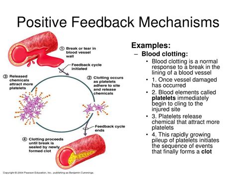 Ppt The Human Body An Orientation Powerpoint Presentation Free