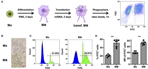 Frontiers Mir 124 5p Regulates Phagocytosis Of Human Macrophages By Targeting The Actin