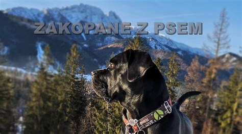 Tatry Podhale Zakopane Z Psem Restauracje Przyjazne Psom