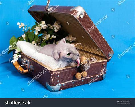 Naked Lopeared Cat Breed Ukrainian Levkoy Stock Photo 584535571