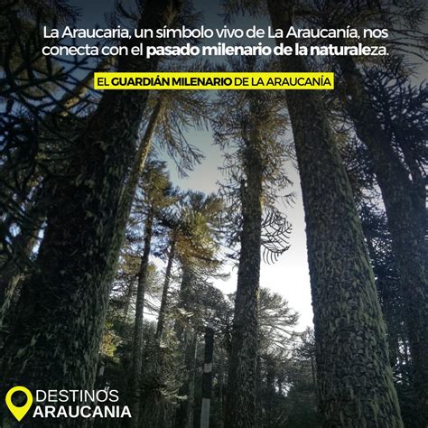 Revista En El Corazón Del Sur De Chile Crece Un Verdadero Tesoro