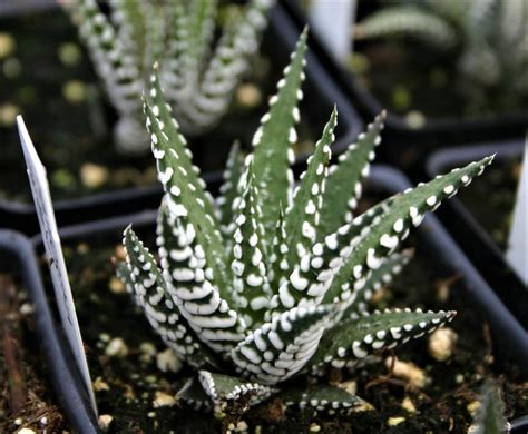 Haworthia Haworthia Fasciata Big Band From Hillcrest Nursery