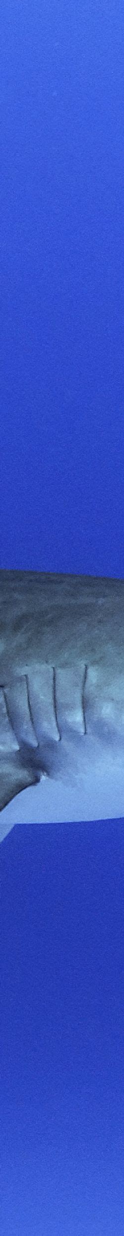 How Fast Can a Shark Swim?