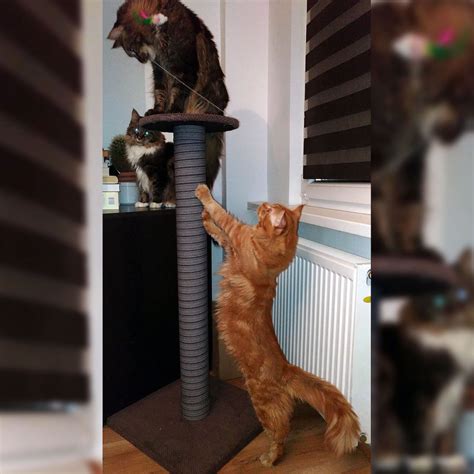 Cm Brown Giant Cat Scratching Post Extra Large Tall Etsy Uk