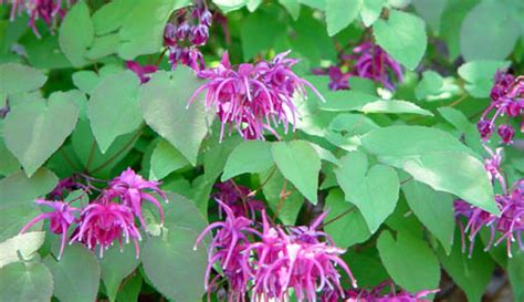 Горянка | КРАСИВЫЕ ИДЕИ ДЛЯ САДА