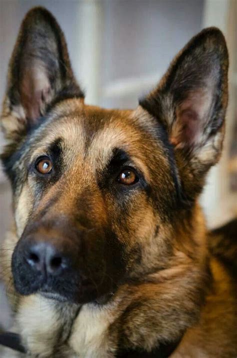 stunning girl german shepherd german shepherd dogs german shepherd puppies german shepherd