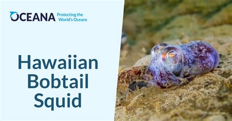 Hawaiian Bobtail Squid Oceana