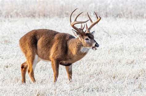 Deer Hunting In Minnesota Realtree Camo