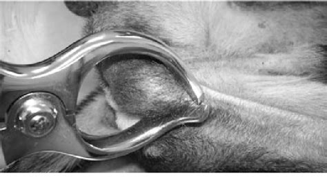 Figure 1 From Evaluation Of A Burdizzo Castrator For Neutering Of Dogs