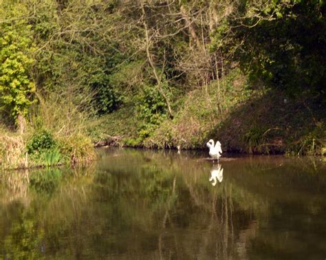 A Swan Where Red Beck Joins The Calder Habiloid Cc By Sa