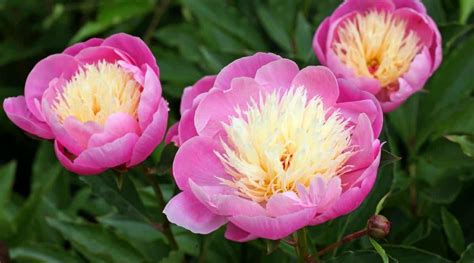 How to Plant, Grow and Care For Peonies