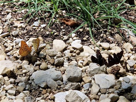 Why are they having a Meeting? : r/Entomology