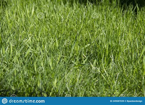 Relva Verde Contra Fundo Uma Textura Da Grama Verde Da Primavera