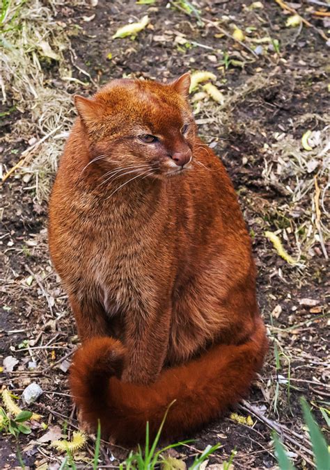 Colourful Jaguarundi Sitting Peacefully Jaguarundi Welwy Flickr