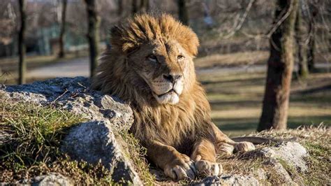 Cuántos tipos de leones existen