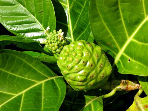 Noni Plant Fruit And Flower Morinda Citrifolia Commonl Flickr