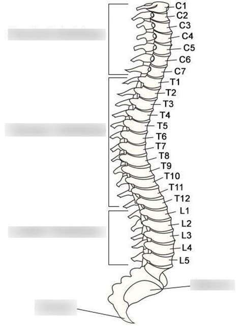 The Vertebral Column Diagram Diagram Quizlet