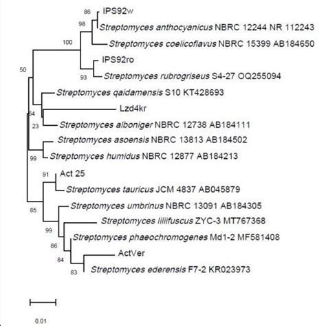 Phylogenetic Tree Of New Streptomyces Strains Neighbor Joining Download Scientific Diagram