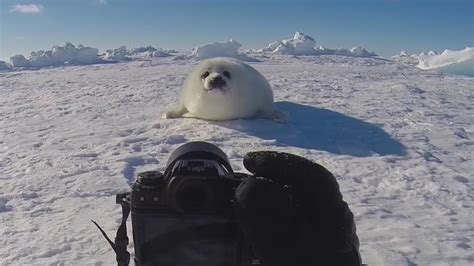 How to photograph baby harp seals