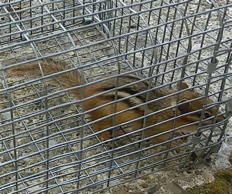 Chipmunk Removal - Gray Brothers Wildlife LLC