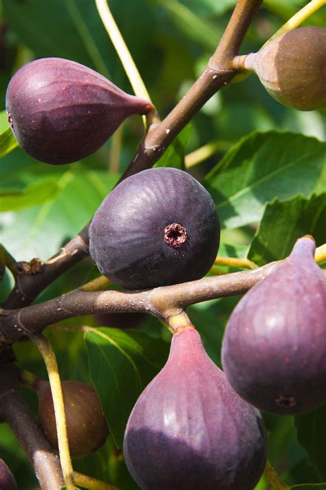 variety of fig tree 2