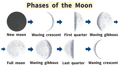 phases   moon labeled diagram stock illustration  image