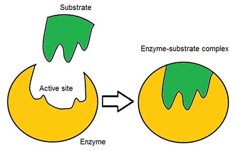 What Is An Enzyme Substrate Complex