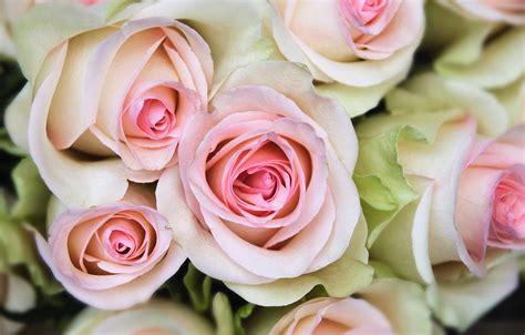 Роза Аврора - 69 фото