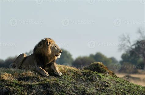 A Male Lion On A Grassy Mound Stock Photo At Vecteezy