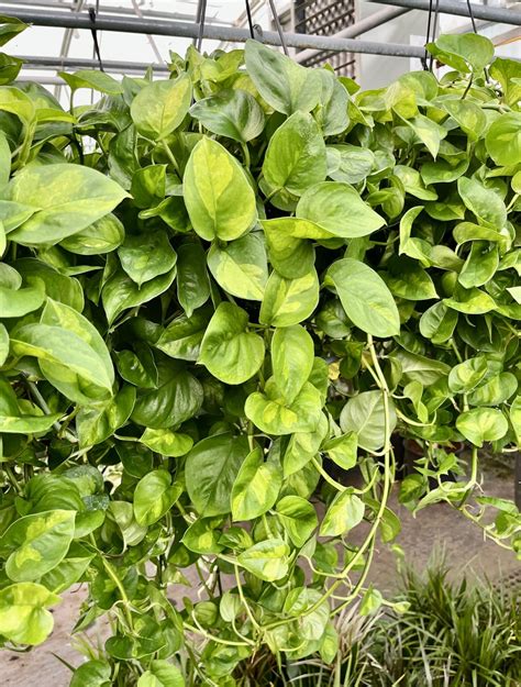 8″ HB Pothos Global Green – The (KC) Plant Factory